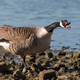 Illustration for article titled Helpful goose honks at horny people onlineem/em